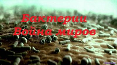 Бактерии война миров 05.02.2017